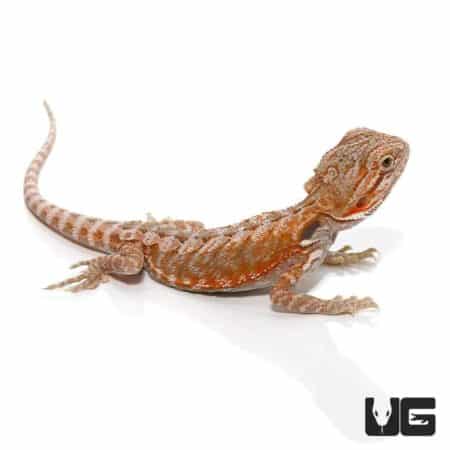 6-8 Inch Hypo Leatherback Bearded Dragon For Sale - Underground Reptiles