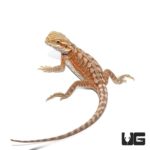 6 - 8 Inch Inferno Leatherback Bearded Dragons For Sale - Underground Reptiles