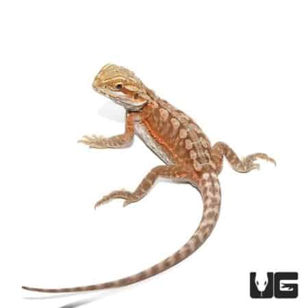 6 - 8 Inch Inferno Leatherback Bearded Dragons For Sale - Underground Reptiles