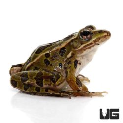 Northern Leopard Frogs For Sale - Underground Reptiles