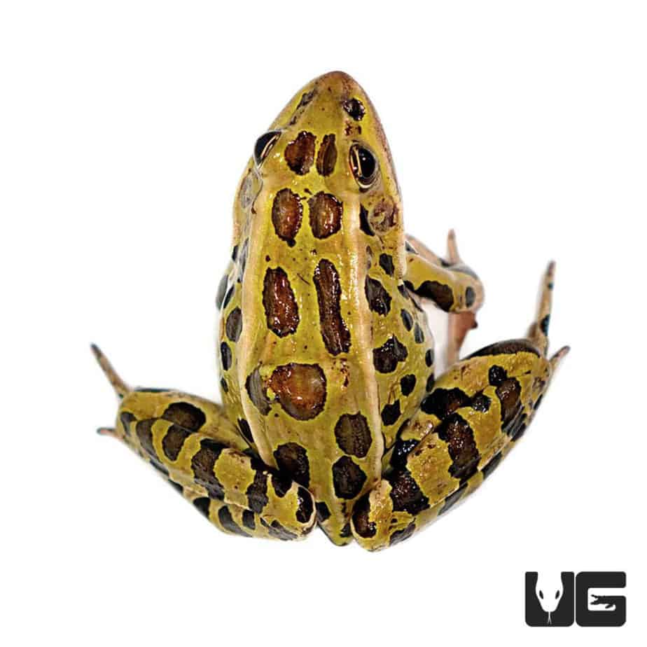 Other Frogs For Sale - Underground Reptiles