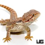 9-11 Inch Inferno Bearded Dragons For Sale - Underground Reptiles