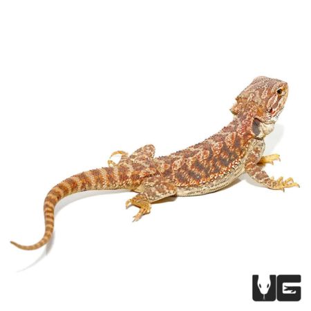 9-11 Inch Inferno Bearded Dragons For Sale - Underground Reptiles