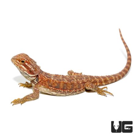 9-11 Inch Inferno Bearded Dragons For Sale - Underground Reptiles