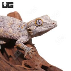 Sub Adult Blotched Gargoyle Geckos (Rhacodactylus auriculatus) For Sale - Underground Reptiles