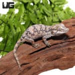 Sub Adult Blotched Gargoyle Geckos (Rhacodactylus auriculatus) For Sale - Underground Reptiles