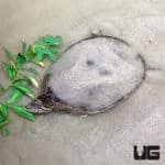Juvenile Spiny Softshell Turtles (Apalone spinifera) for sale - Underground Reptiles