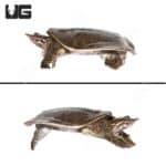 Juvenile Spiny Softshell Turtles (Apalone spinifera) for sale - Underground Reptiles