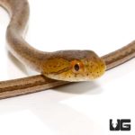 Adult Female Suriname Mock Vipers For Sale - Underground Reptiles