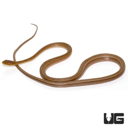 Adult Female Suriname Mock Vipers For Sale - Underground Reptiles