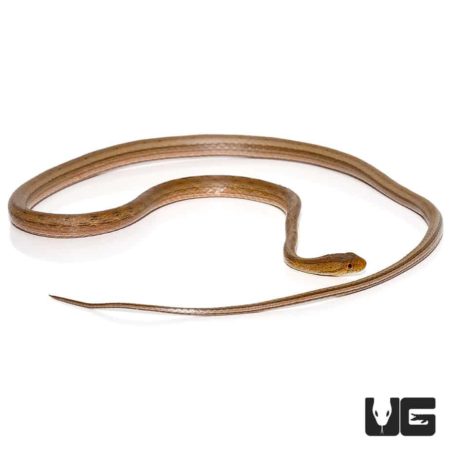 Adult Female Suriname Mock Vipers For Sale - Underground Reptiles