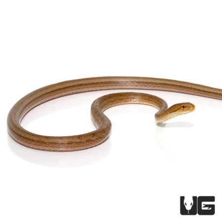 Adult Female Suriname Mock Vipers For Sale - Underground Reptiles