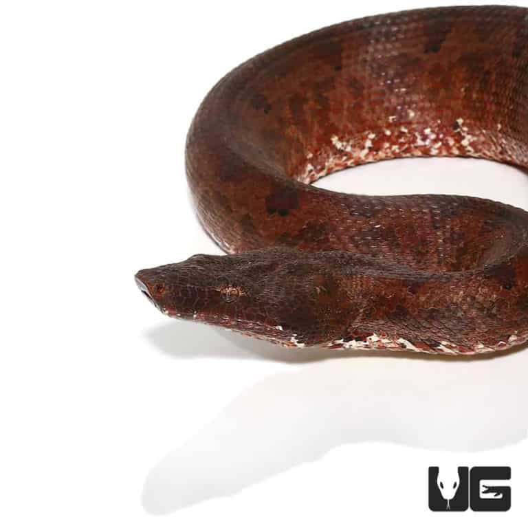 Adult Solomon Island Ground Boas For Sale - Underground Reptiles