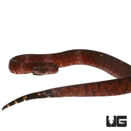 Adult Solomon Island Ground Boas For Sale - Underground Reptiles