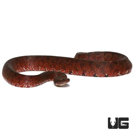 Adult Solomon Island Ground Boas For Sale - Underground Reptiles