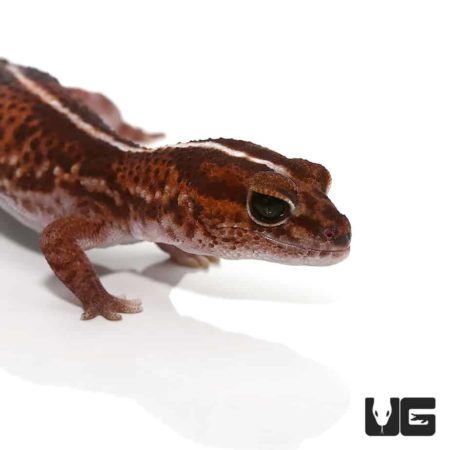 Adult Striped Fat Tail Gecko Het Albino For Sale - Underground Reptiles