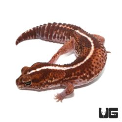 Adult Striped Fat Tail Gecko Het Albino For Sale - Underground Reptiles