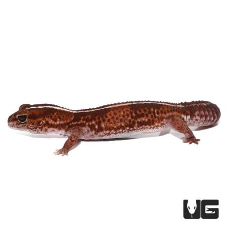 Adult Striped Fat Tail Gecko Het Albino For Sale - Underground Reptiles