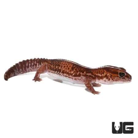 Adult Striped Fat Tail Gecko Het Albino For Sale - Underground Reptiles