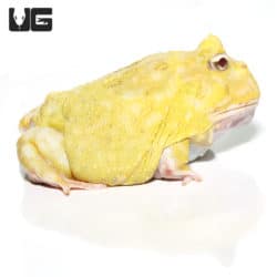 Adult Super Pikachu Pacman Frog (Ceratophrys cranwelli) For Sale - Underground Reptiles