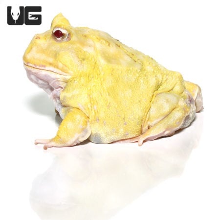 Adult Super Pikachu Pacman Frog, vibrant yellow amphibian with red eyes, from Underground Reptiles.