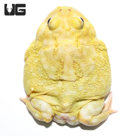 Adult Super Pikachu Pacman Frog (Ceratophrys cranwelli) For Sale - Underground Reptiles