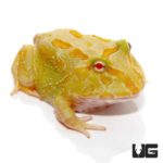 Albino Samurai Pacman Frog For Sale - Underground Reptiles