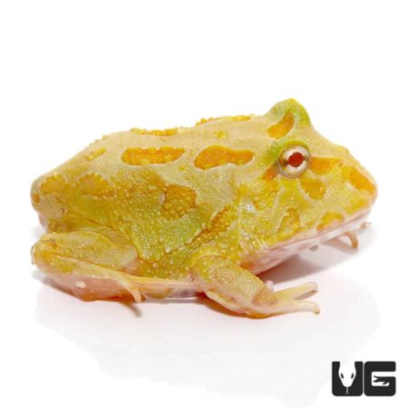 Albino Samurai Pacman Frog For Sale - Underground Reptiles