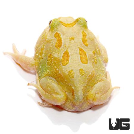 Albino Samurai Pacman Frog For Sale - Underground Reptiles