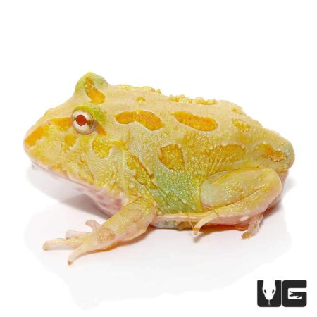 Albino Samurai Pacman Frog For Sale - Underground Reptiles