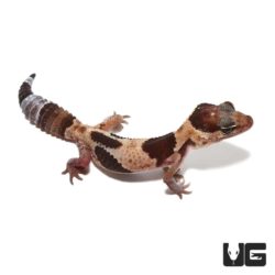 Baby Aberrant Fat Tail Geckos For Sale - Underground Reptiles