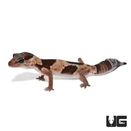 Baby Aberrant Fat Tail Geckos For Sale - Underground Reptiles
