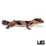 Baby Aberrant Fat Tail Geckos For Sale - Underground Reptiles