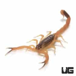 Baby African Bark Scorpion (Uroplectes vittatus) For Sale - Underground Reptiles