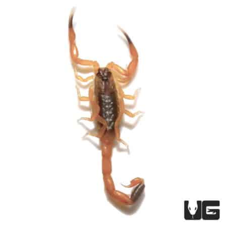 Baby African Bark Scorpion (Uroplectes vittatus) For Sale - Underground Reptiles