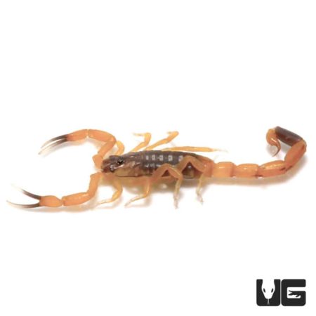 Baby African Bark Scorpion (Uroplectes vittatus) For Sale - Underground Reptiles