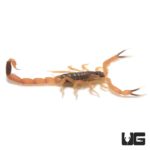 Baby African Bark Scorpion (Uroplectes vittatus) For Sale - Underground Reptiles