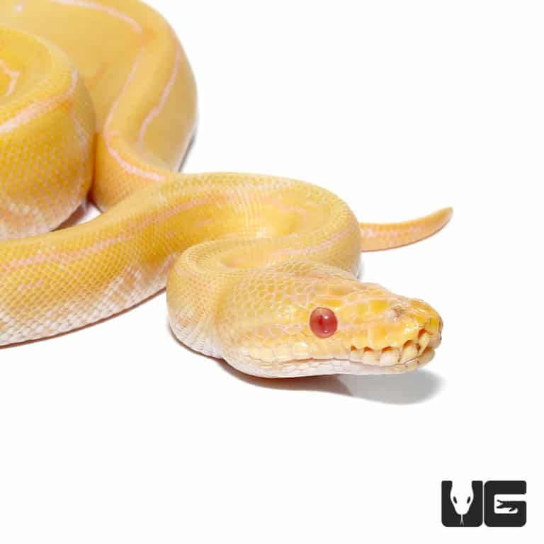 Baby Albino Pinstripe Ball Python Het Pied For Sale - Underground Reptiles