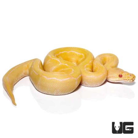 Baby Albino Pinstripe Ball Pythons Het Pied For Sale - Underground Reptiles