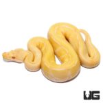 Baby Albino Pinstripe Ball Pythons Het Pied For Sale - Underground Reptiles