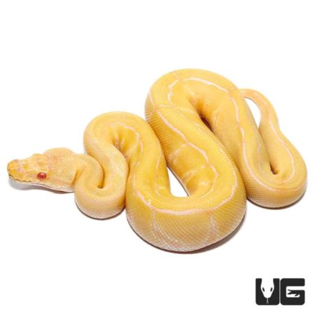 Baby Albino Pinstripe Ball Pythons Het Pied For Sale - Underground Reptiles