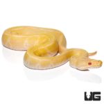 Baby Albino Pinstripe Ball Pythons Het Pied For Sale - Underground Reptiles