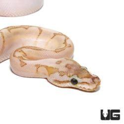 Baby Bamboo Spider Ball Pythons For Sale - Underground Reptiles