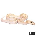 Baby Bamboo Spider Ball Pythons For Sale - Underground Reptiles