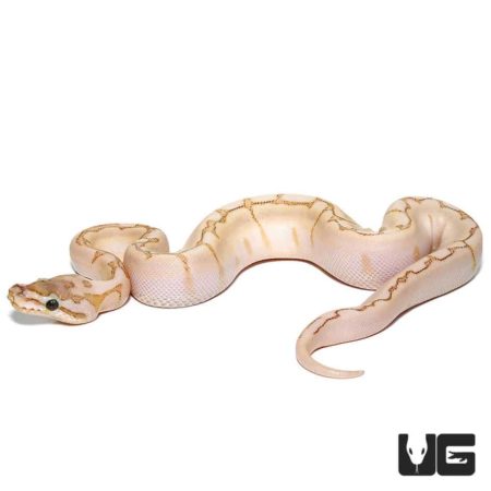 Baby Bamboo Spider Ball Pythons For Sale - Underground Reptiles