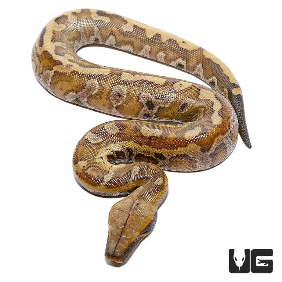 Baby Bangka Blood Pythons For Sale - Underground Reptiles