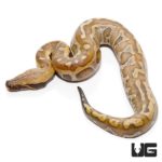 Baby Bangka Blood Pythons For Sale - Underground Reptiles