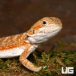 Baby Ginger Dream Bearded Dragons (Pogona vitticeps) For Sale - Underground Reptiles