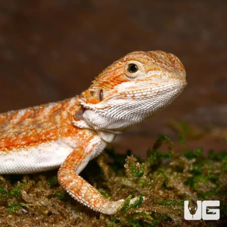 Baby Ginger Dream Bearded Dragons (Pogona vitticeps) For Sale - Underground Reptiles