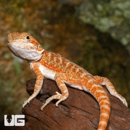Baby Ginger Dream Bearded Dragons (Pogona vitticeps) For Sale - Underground Reptiles
